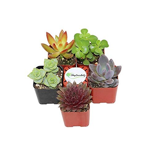 Succulent Terrarium & Fairy Garden Plants - 5 Different Plants i...