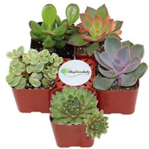 Succulent Terrarium & Fairy Garden Plants - 5 Different Plants i...