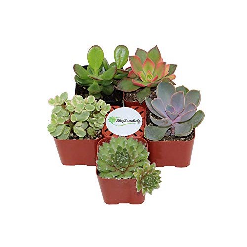 Succulent Terrarium & Fairy Garden Plants - 5 Different Plants i...