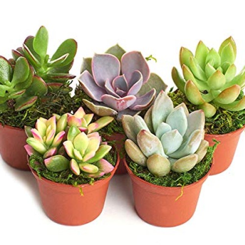 Succulent Terrarium & Fairy Garden Plants - 5 Different Plants i...