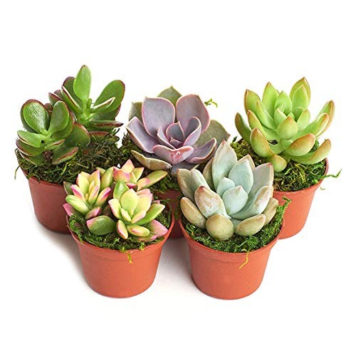 Succulent Terrarium & Fairy Garden Plants - 5 Different Plants i...