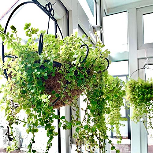 Wall Hanging Planter - Hanging Baskets for Plants, Wall Planter wi...