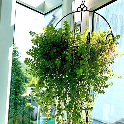 Wall Hanging Planter - Hanging Baskets for Plants, Wall Planter wi...