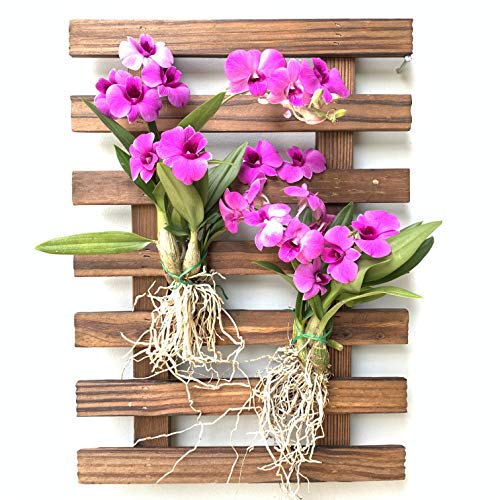 Wall Planter – Hanging Planter for Indoor Plants, Plant Stand, Air...