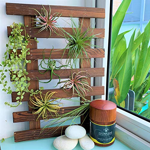 Wall Planter – Hanging Planter for Indoor Plants, Plant Stand, Air...