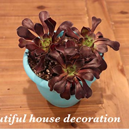 Succulent Plants, Succulent Cuttings, Black Rose Succulents 3 Real...