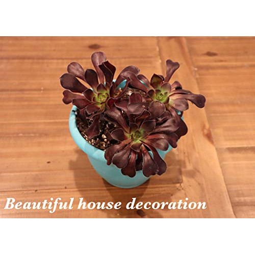 Succulent Plants, Succulent Cuttings, Black Rose Succulents 3 Real...