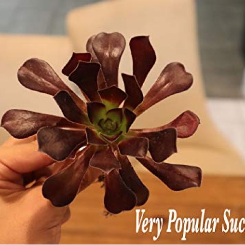 Succulent Plants, Succulent Cuttings, Black Rose Succulents 3 Real...