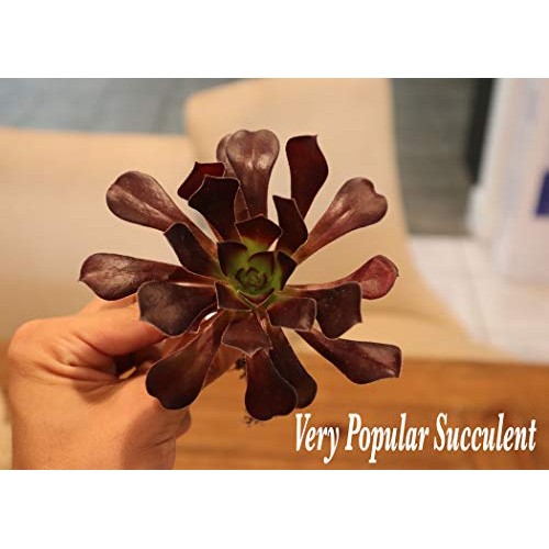 Succulent Plants, Succulent Cuttings, Black Rose Succulents 3 Real...