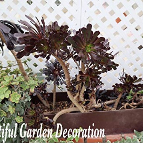 Succulent Plants, Succulent Cuttings, Black Rose Succulents 3 Real...