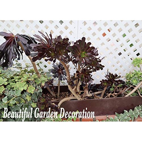 Succulent Plants, Succulent Cuttings, Black Rose Succulents 3 Real...