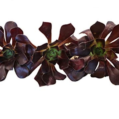 Succulent Plants, Succulent Cuttings, Black Rose Succulents 3 Real...