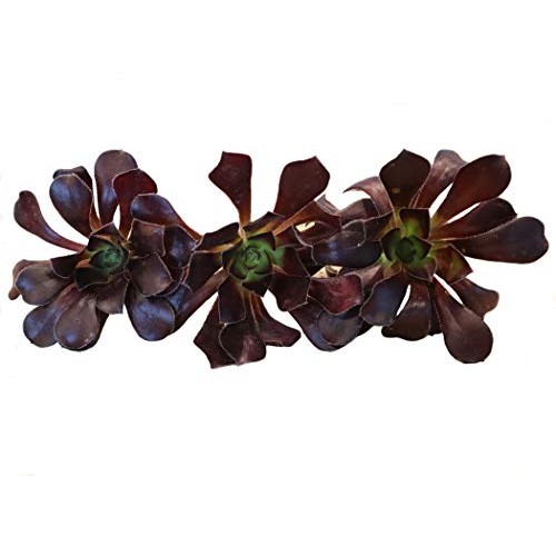 Succulent Plants, Succulent Cuttings, Black Rose Succulents 3 Real...