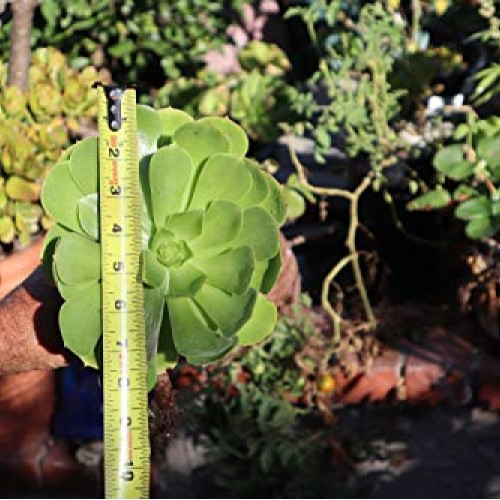 Succulent Plants, Succulent Cuttings, Irish Rose Succulents 3 Jumb...