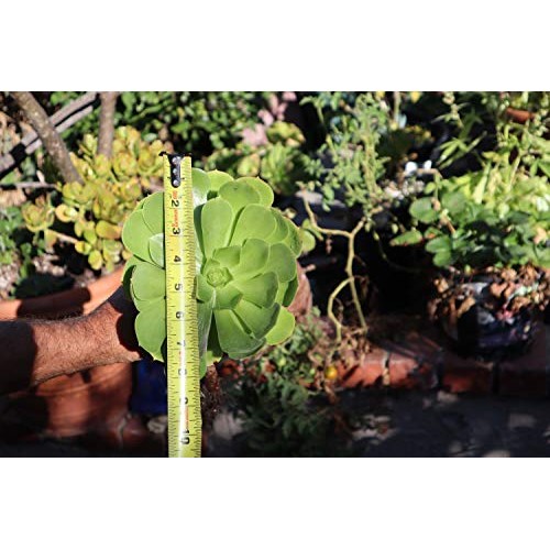 Succulent Plants, Succulent Cuttings, Irish Rose Succulents 3 Jumb...