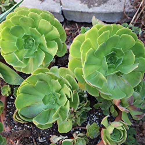 Succulent Plants, Succulent Cuttings, Irish Rose Succulents 3 Jumb...