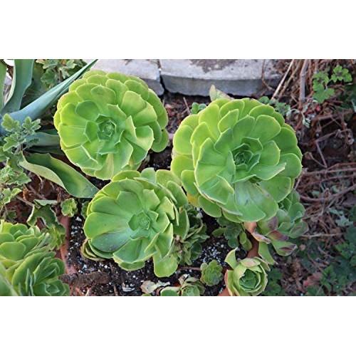 Succulent Plants, Succulent Cuttings, Irish Rose Succulents 3 Jumb...