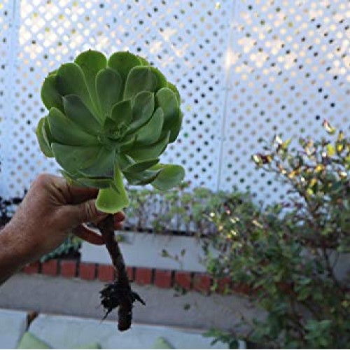 Succulent Plants, Succulent Cuttings, Irish Rose Succulents 3 Jumb...