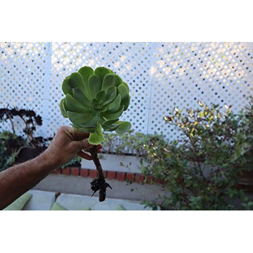 Succulent Plants, Succulent Cuttings, Irish Rose Succulents 3 Jumb...