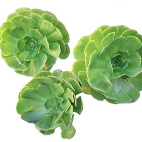 Succulent Plants, Succulent Cuttings, Irish Rose Succulents 3 Jumb...