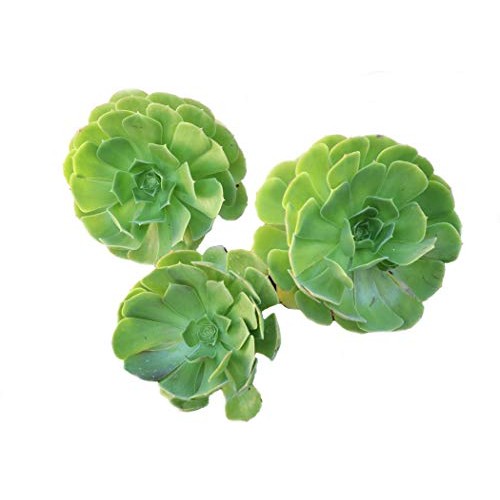 Succulent Plants, Succulent Cuttings, Irish Rose Succulents 3 Jumb...