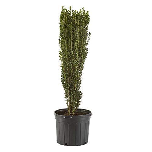 2.5 Qt. Sky Pencil Holly