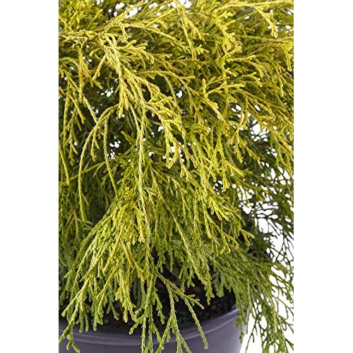 Shrub Gold Mop Cypress 2.25 Qt, 1 Gallon, Golden