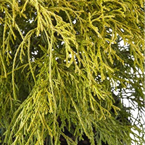 Shrub Gold Mop Cypress 2.25 Qt, 1 Gallon, Golden