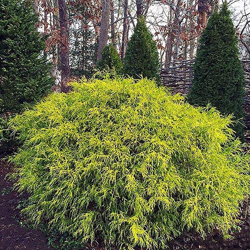 Shrub Gold Mop Cypress 2.25 Qt, 1 Gallon, Golden