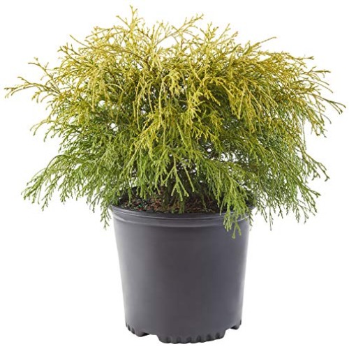 Shrub Gold Mop Cypress 2.25 Qt, 1 Gallon, Golden