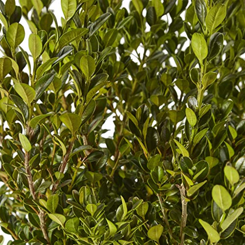 Shrub Wintergreen Boxwood 2.5 Qt, 1 Gallon, Green Foliage