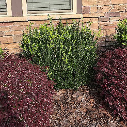 Shrub Wintergreen Boxwood 2.5 Qt, 1 Gallon, Green Foliage