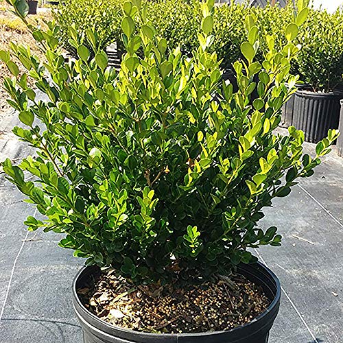 Shrub Wintergreen Boxwood 2.5 Qt, 1 Gallon, Green Foliage