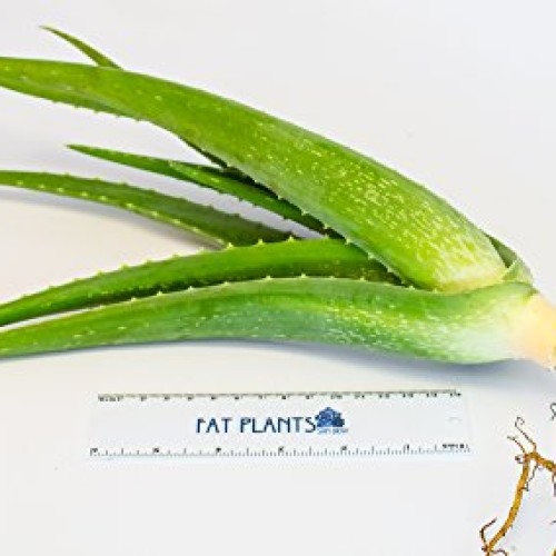 Aloe Vera - Medicine Plant - Burn Plant - Miracle Plant by SHUK PL...