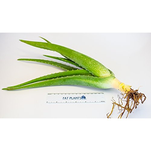 Aloe Vera - Medicine Plant - Burn Plant - Miracle Plant by SHUK PL...
