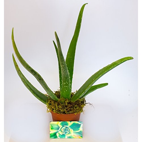 Aloe Vera - Medicine Plant - Burn Plant - Miracle Plant by SHUK PL...