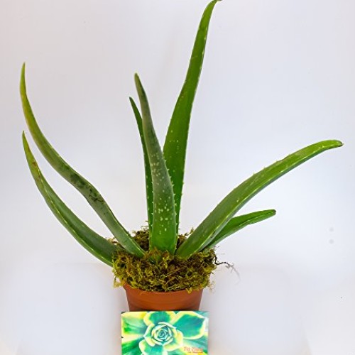 Aloe Vera - Medicine Plant - Burn Plant - Miracle Plant by SHUK PL...
