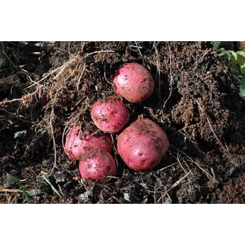 Simply Seed - 5 LB - Dark Red Norland Potato Seed - Non GMO - Natu...