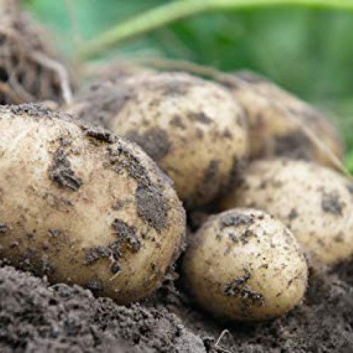Simply Seed - 5 LB - Yukon Gold Potato Seed - Non GMO - Naturally ...