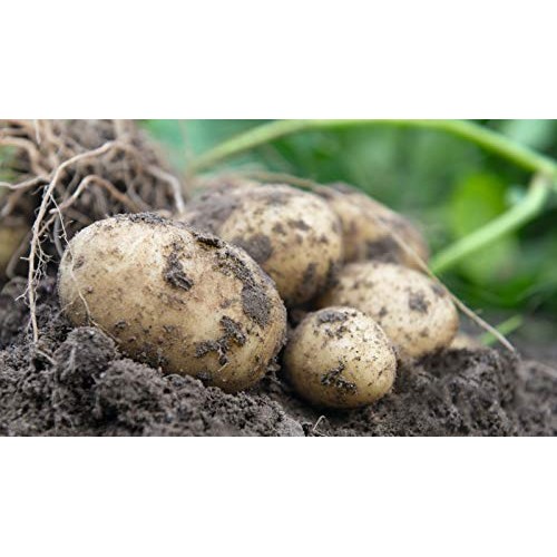 Simply Seed - 5 LB - Yukon Gold Potato Seed - Non GMO - Naturally ...
