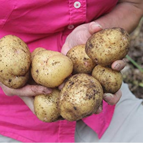 Simply Seed - 5 LB - Yukon Gold Potato Seed - Non GMO - Naturally ...