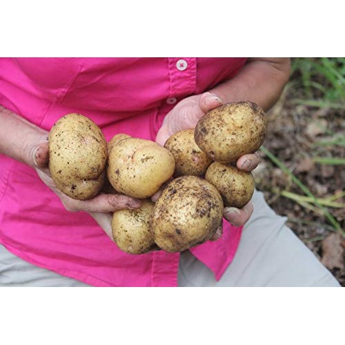 Simply Seed - 5 LB - Yukon Gold Potato Seed - Non GMO - Naturally ...