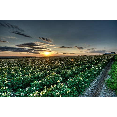Simply Seed - 5 LB - Yukon Gold Potato Seed - Non GMO - Naturally ...