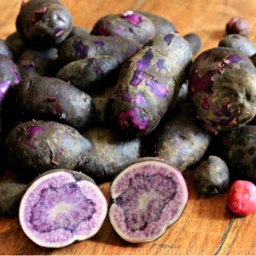 Simply Seed - Purple Majesty - Naturally Grown Seed Potatoes - 5 L...