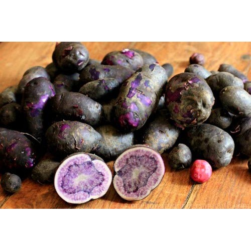 Simply Seed - Purple Majesty - Naturally Grown Seed Potatoes - 5 L...