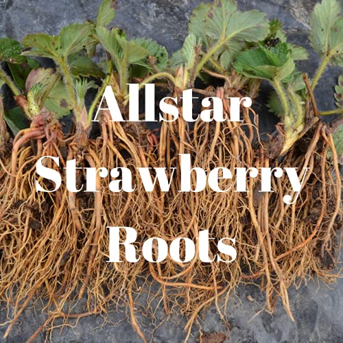 Live Plant - 10 Allstar Strawberry Plants Bare Roots Large / Sweet...