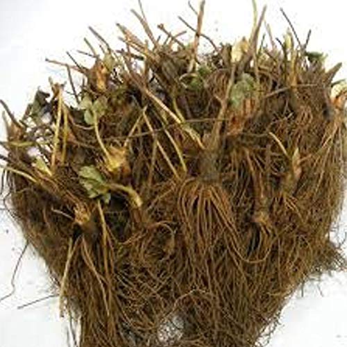 Live Plant - 25 Strawberry Plants, Chandler, Bare Root, Organic - ...