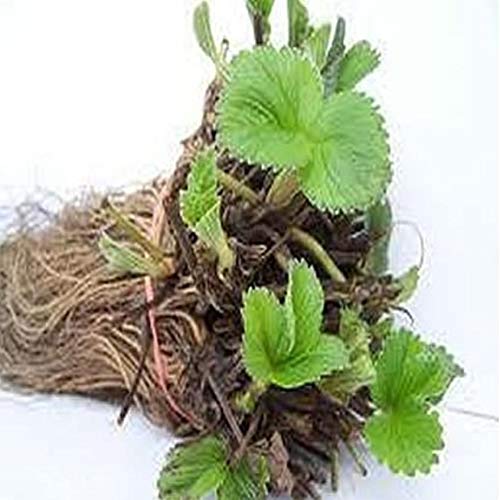 Live Plant - 25 Strawberry Plants, Chandler, Bare Root, Organic - ...