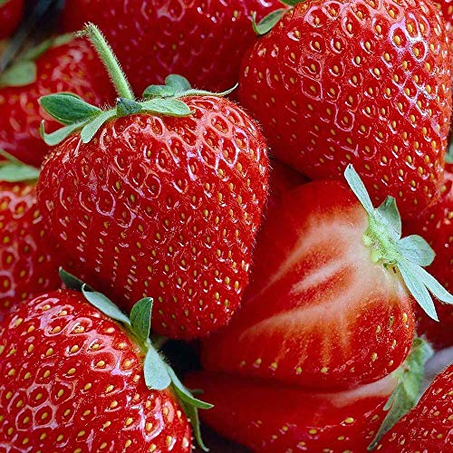 Live Plant - Honeoye Strawberry 10 Bare Root Plants - Extremely Ha...
