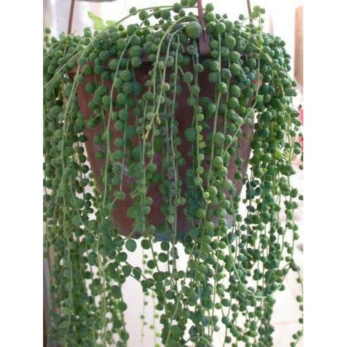 Live Plant - String of Pearls 5 Cuttings Succulent Cactus Senecio ...